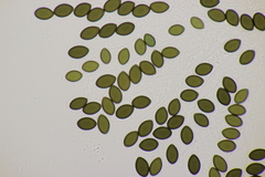 Sordaria fimicola