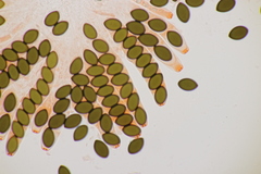 Sordaria fimicola