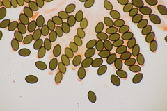 Sordaria fimicola