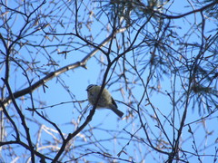 Cyanistes caeruleus