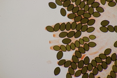 Sordaria fimicola