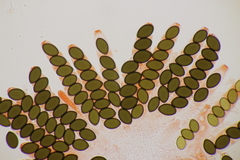 Sordaria fimicola