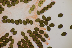 Sordaria fimicola