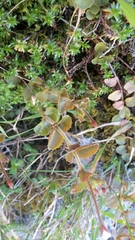 Epilobium rotundifolium