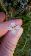 Epilobium rotundifolium