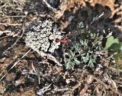 Lomatium canbyi