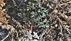 Lomatium canbyi