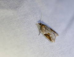 Acleris laterana