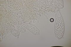 Ascozonus woolhopensis