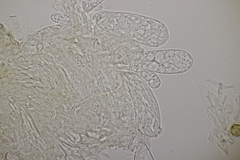 Ascozonus woolhopensis