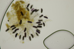 Saccobolus depauperatus