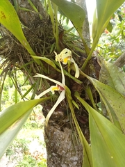 Maxillaria carolii
