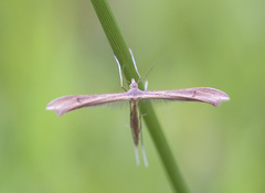 Stenoptilia pterodactyla