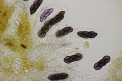 Saccobolus depauperatus