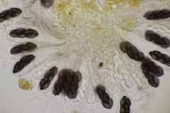 Saccobolus depauperatus
