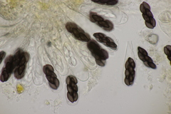 Saccobolus depauperatus