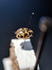 Anisosticta bitriangularis