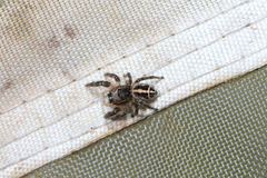 Pellenes tripunctatus