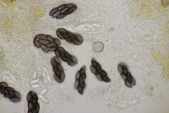 Saccobolus depauperatus