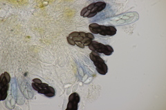 Saccobolus depauperatus