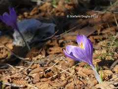 Crocus neapolitanus