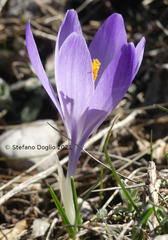 Crocus neapolitanus