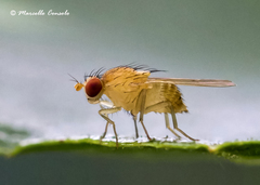 Sapromyza bisigillata