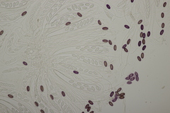 Ascobolus sacchariferus