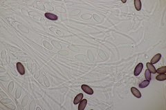 Ascobolus sacchariferus