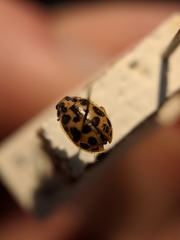 Anisosticta bitriangularis