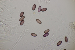 Ascobolus sacchariferus