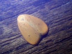 Heliohemonia monosticta