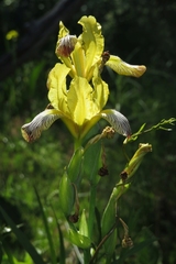 Iris variegata