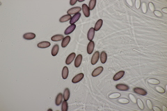 Ascobolus sacchariferus