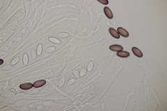 Ascobolus sacchariferus