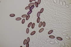 Ascobolus sacchariferus