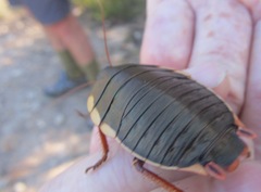 Polyzosteria limbata