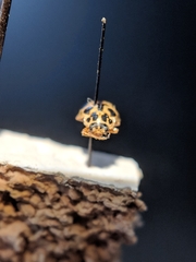 Anisosticta bitriangularis