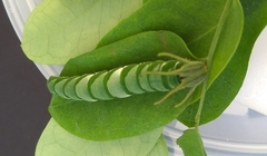 Polyura hebe plautus