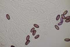 Ascobolus sacchariferus