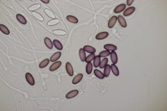 Ascobolus sacchariferus