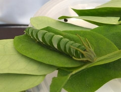 Polyura hebe plautus