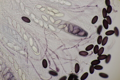 Ascobolus sacchariferus