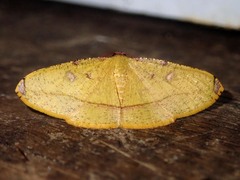 Heterolocha pyreniata