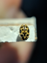 Anisosticta bitriangularis