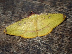 Heterolocha pyreniata