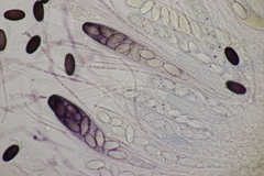 Ascobolus sacchariferus