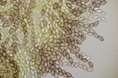 Ascobolus crenulatus