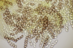 Ascobolus crenulatus