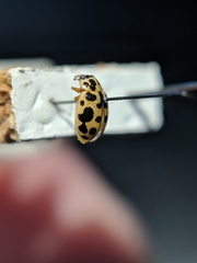 Anisosticta bitriangularis